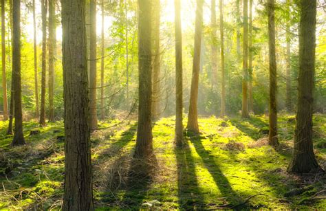 waldbilder kostenlos|bilder wald und natur.